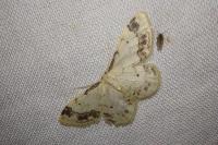 Idaea trigeminata