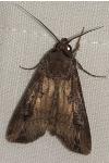Agrotis ipsilon