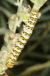 Cucullia lychnitis