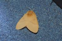 Lasiocampa quercus quercus