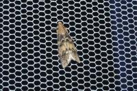 Euzophera pinguis