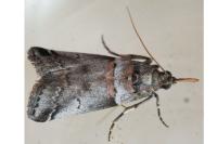 Acrobasis