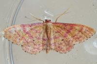 Idaea rhodogrammaria