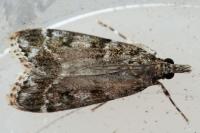 Eudonia mercurella