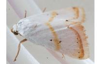 Eublemma pura