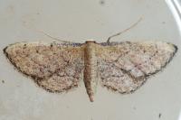 Idaea infirmaria