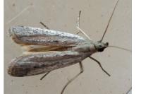 Phycitodes