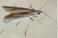 Phycitodes