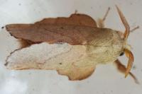Phyllodesma suberifolia