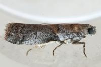 Acrobasis