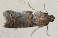 Acrobasis