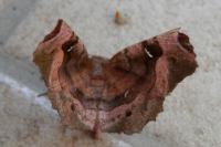 Selenia tetralunaria