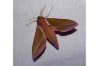 Deilephila elpenor