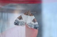 Plemyria rubiginata