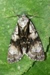 Acronicta alni