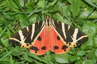 Euplagia quadripunctaria