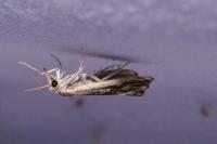 Catoptria verellus