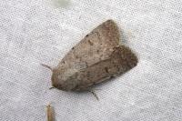 Caradrina aspersa