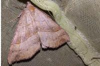 Hypena proboscidalis