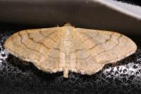 Idaea aversata