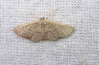 Idaea obsoletaria