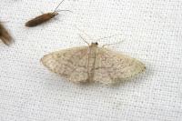 Idaea obsoletaria