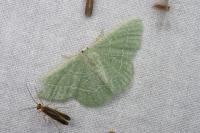 Phaiogramma etruscaria