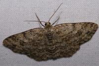 Ectropis crepuscularia