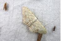 Scopula submutata roseonitens
