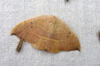 Watsonalla uncinula