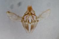 Acrobasis consociella