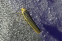 Manulea complana
