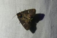 Mesapamea secalella/secalis