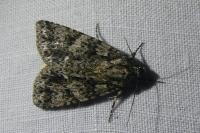 Acronicta rumicis