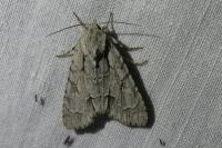 Acronicta psi/tridens
