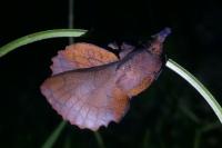 Gastropacha quercifolia
