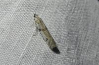 Phycitodes binaevella