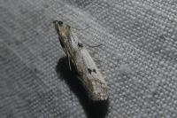 Phycitodes binaevella