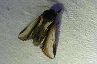 Pheosia gnoma