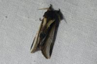 Pheosia gnoma