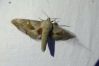 Laothoe populi