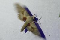 Laothoe populi