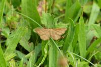 Idaea ochrata