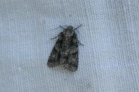 Acronicta rumicis