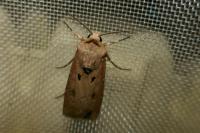Agrotis exclamationis exclamationis