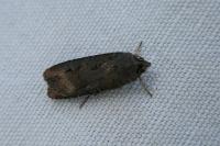 Agrotis ipsilon