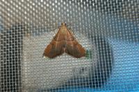 Endotricha flammealis