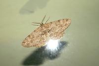 Hypomecis punctinalis