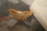 Idaea rubraria