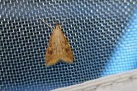 Udea ferrugalis
